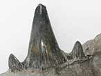 Dent fossile de Requin Planohybodus grossiconus du jurassique Boulonnais