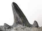 Dent fossile de Requin Planohybodus grossiconus du jurassique Boulonnais