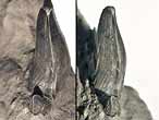 Dent fossile de Requin Planohybodus grossiconus du jurassique Boulonnais