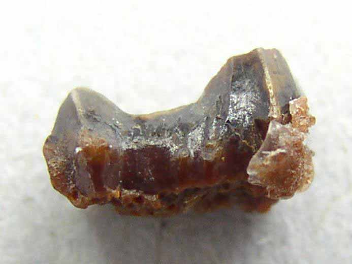 Dent requin "Polyacrodus" - fossile jurassique Boulonnais