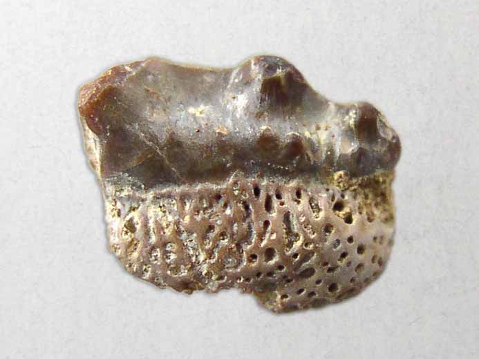 Dent requin Polyacrodus - fossile jurassique Boulonnais