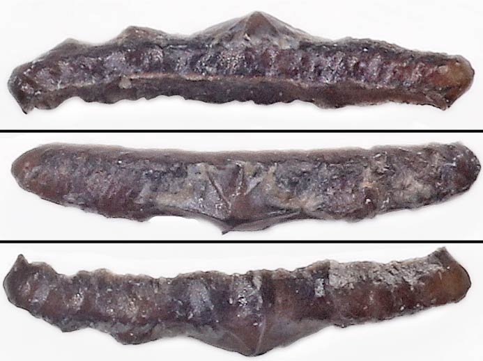 Dent requin "Polyacrodus" - fossile jurassique Boulonnais