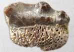 Dent fossile de Requin Polyacrodus du jurassique Boulonnais
