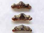 Dent fossile de Requin Polyacrodus du jurassique Boulonnais