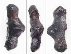 Dent fossile de Requin Polyacrodus du jurassique Boulonnais