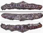 Dent fossile de Requin Polyacrodus du jurassique Boulonnais