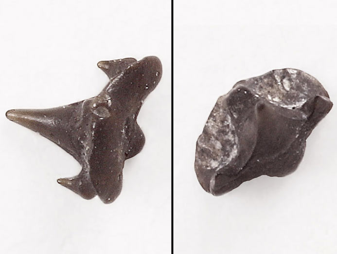 Pseudorhina sp Dent fossile de Requin du jurassique Boulonnais