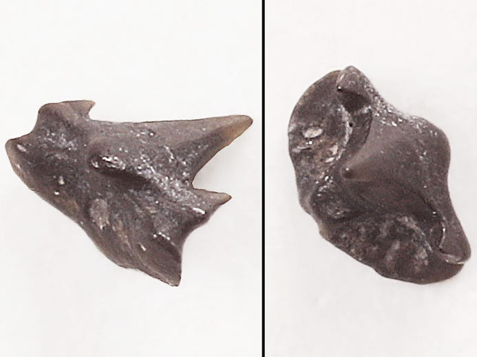 Pseudorhina sp Dent fossile de Requin du jurassique Boulonnais