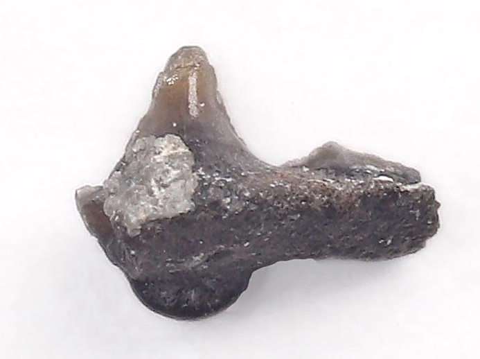Pseudorhina sp Dent fossile de Requin du jurassique Boulonnais