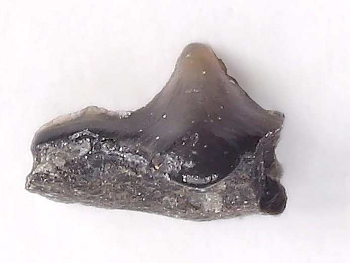 Pseudorhina sp Dent fossile de Requin du jurassique Boulonnais