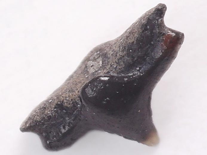 Pseudorhina sp Dent fossile de Requin du jurassique Boulonnais
