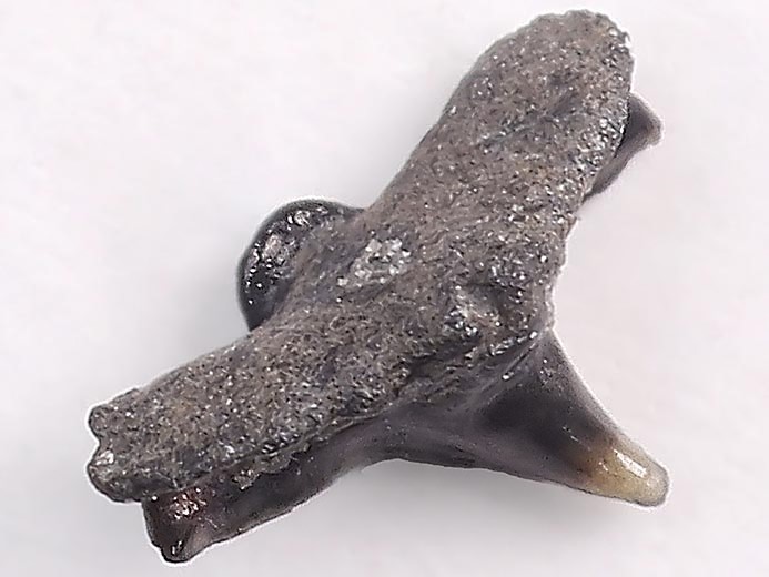 Pseudorhina sp Dent fossile de Requin du jurassique Boulonnais
