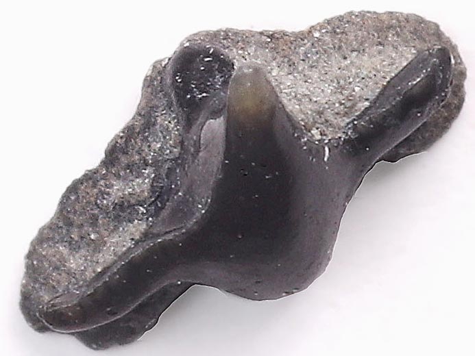 Pseudorhina sp Dent fossile de Requin du jurassique Boulonnais