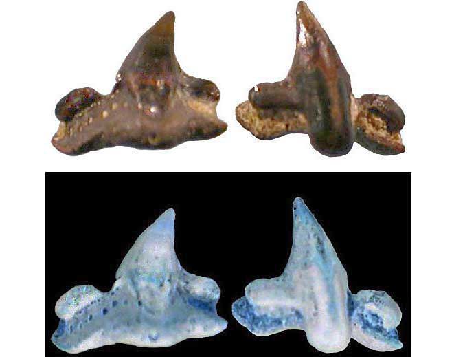 Pseudorhina frequens Dent fossile de Requin du jurassique Boulonnais COPYRIGHT Y.JOUQUAN