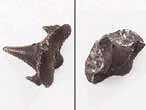 Dent fossile de Requin Pseudorhina sp du jurassique Boulonnais