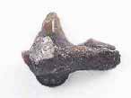 Dent fossile de Requin Pseudorhina frequens du jurassique Boulonnais