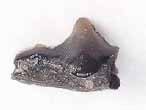 Dent fossile de Requin Pseudorhina frequens du jurassique Boulonnais