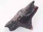 Dent fossile de Requin Pseudorhina frequens du jurassique Boulonnais