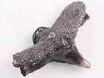 Dent fossile de Requin Pseudorhina frequens du jurassique Boulonnais