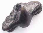 Dent fossile de Requin Pseudorhina frequens du jurassique Boulonnais