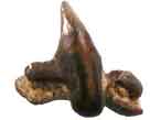 Dent fossile de Requin Pseudorhina frequens du jurassique Boulonnais COPYRIGHT Y.JOUQUAN