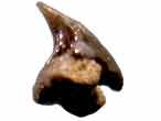 Dent fossile de Requin Pseudorhina frequens du jurassique Boulonnais COPYRIGHT Y.JOUQUAN