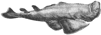 SQUATINA