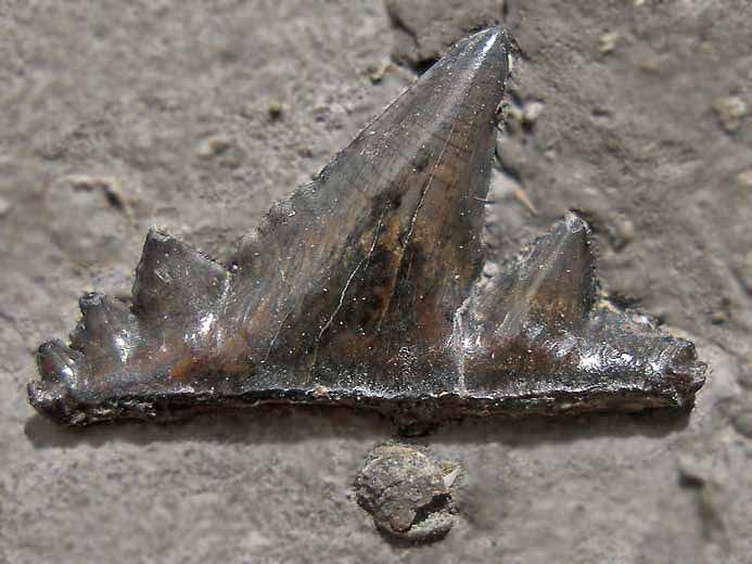 Dent requin Secarodus polyprion fossile Jurassique Boulonnais