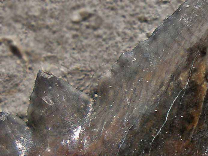 Dent requin Secarodus polyprion fossile Jurassique Boulonnais