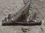 Dent fossile de Requin Secarodus du jurassique Boulonnais