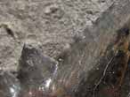 Dent fossile de Requin Secarodus du jurassique Boulonnais