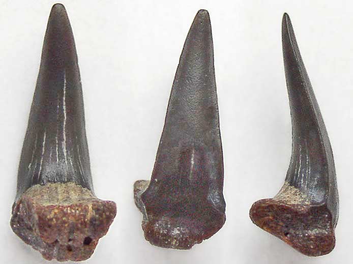 Dent fossile de  Requin Sphenodus (Orthacodus) du jurassique Boulonnais