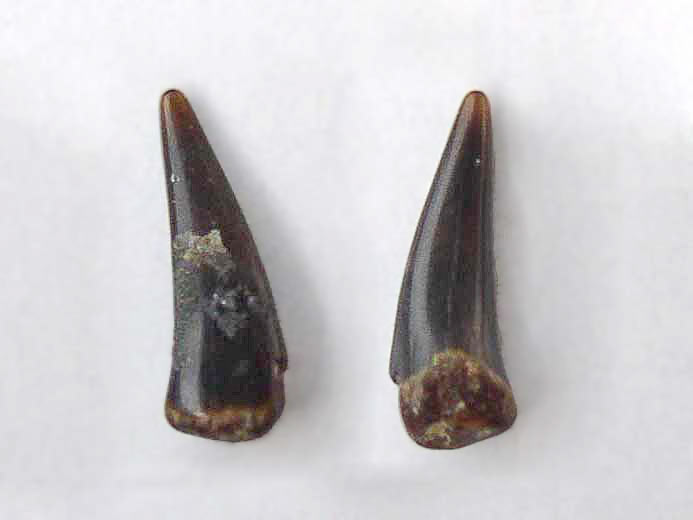 Dent fossile de  Requin Sphenodus (Orthacodus) du jurassique Boulonnais