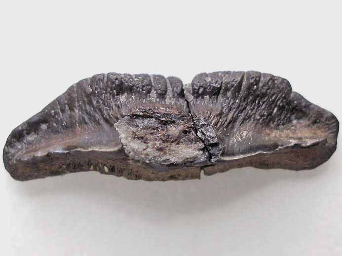 Dent fossile de  Requin Sphenodus (Orthacodus) du jurassique Boulonnais