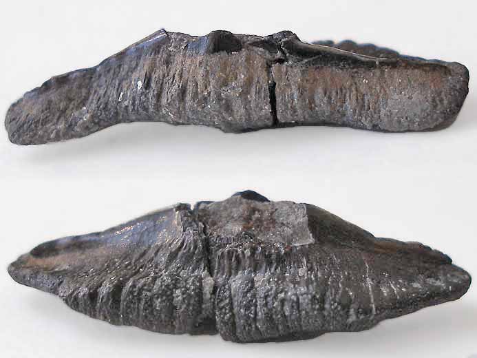 Dent fossile de  Requin Sphenodus (Orthacodus) du jurassique Boulonnais