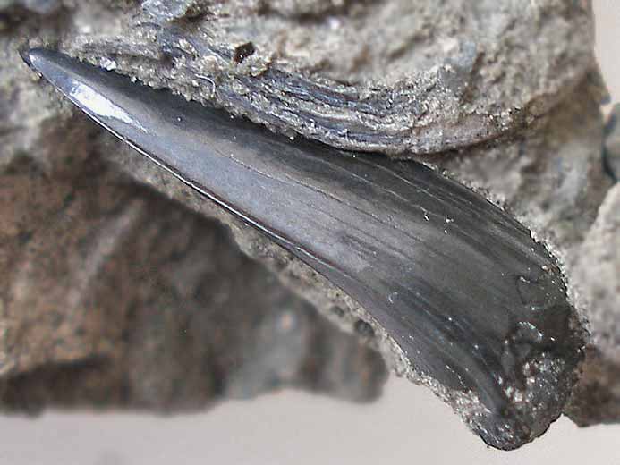 Dent fossile de  Requin Sphenodus (Orthacodus) du jurassique Boulonnais