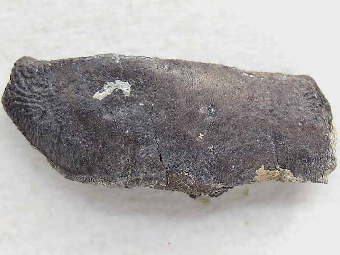 Dent de Strophodus fossile du jurassique Boulonnais