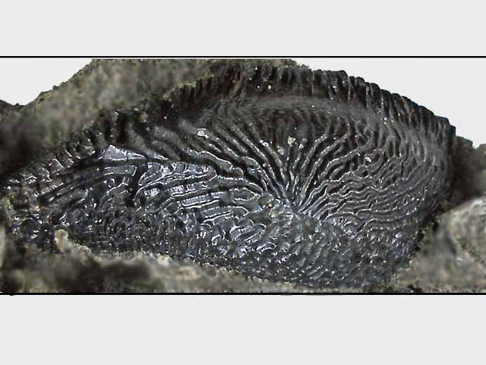 Dent de Strophodus fossile du jurassique Boulonnais