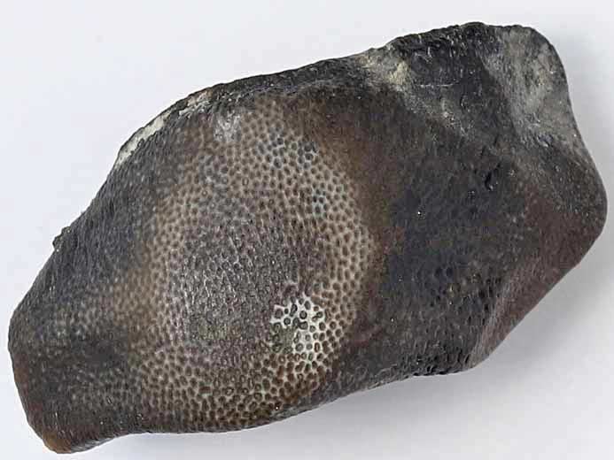 Dent de Strophodus fossile du jurassique Boulonnais