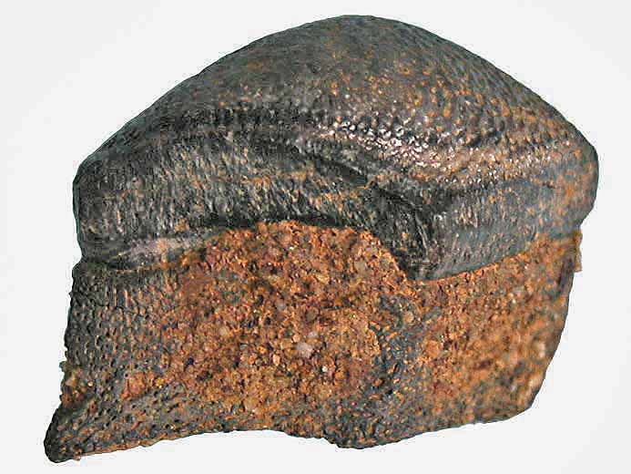 Dent de Strophodus fossile du jurassique Boulonnais COPYRIGHT Y.JOUQUAN