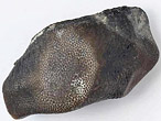 Dent de Strophodus sp fossile du jurassique Boulonnais