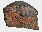 Dent de Strophodus sp fossile du jurassique Boulonnais