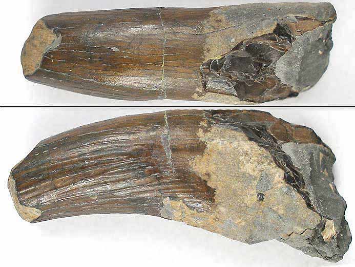 Plsiosaurien : dent fossile du jurassique Boulonnais