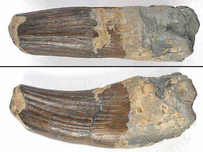 Plsiosaurien : dent fossile du jurassique Boulonnais