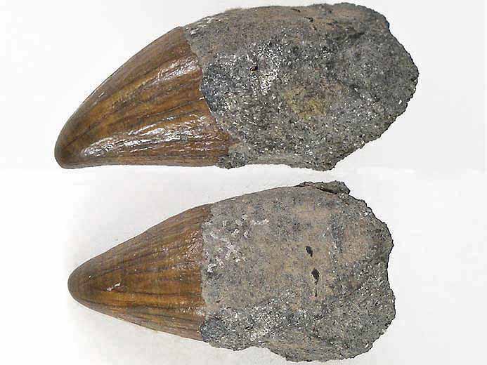 Pliosaurien : dent fossile du jurassique Boulonnais