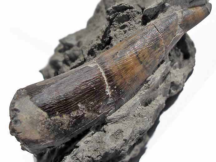 Plsiosaurien : dent fossile du jurassique Boulonnais