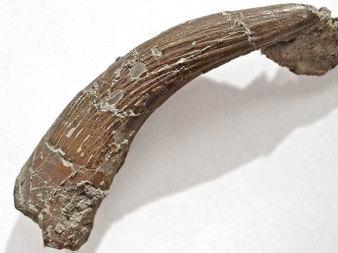 Plsiosaurien : dent fossile du jurassique Boulonnais