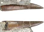 Plsiosaurien : dent fossile Jurassique Boulonnais