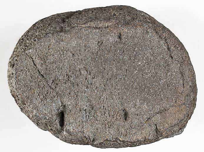 Os fossile divers jurassique Boulonnais