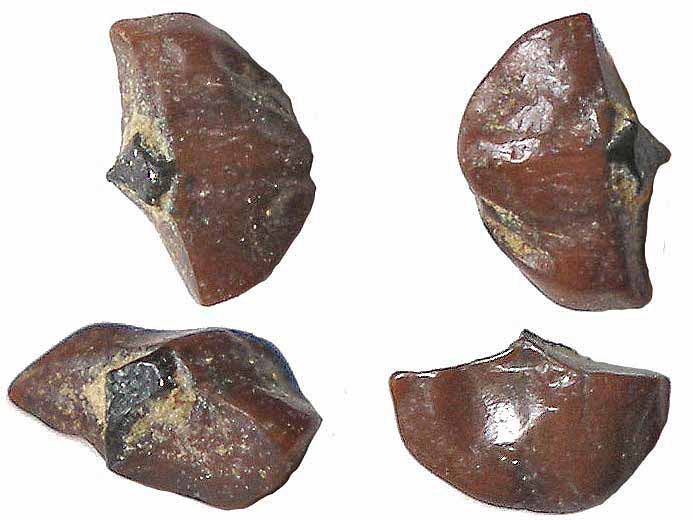 Os fossile divers poisson jurassique Boulonnais